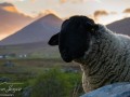 A-sheep-in-the-shadow-of-Croagh-Patrick