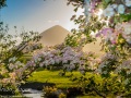 Summer-blossoms-and-Croagh-Patrick